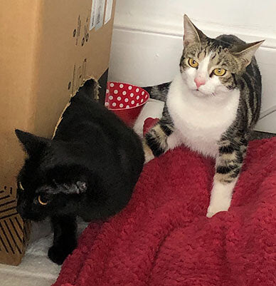 Stripy boy kitten Baz and black girl kitten Pip