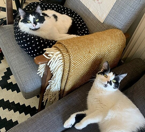 Rodney and Cassandra, two black and white cats, laze around on Abbie's furniture.