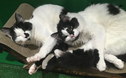 Adorable cat siblings! Rodney and Cassandra like to nap together.