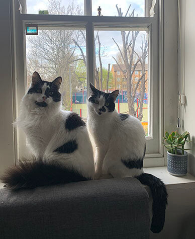 Cats sitting in a window. Rodney's tail is voluminously fluffy and Cassandra's is draped elegantly over the windowsill.