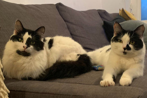 Rodney and Cassandra, two black and white short-haired cats, share a sofa.