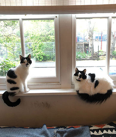 Cats sharing a windowsill. Rod and Cass look at the camera.
