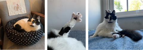 A triptych of images of Rodney, including a photo of his splayed toes and pink toe beans.