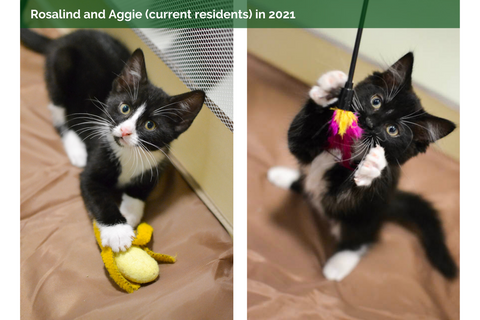 A photo of Rosalind and Aggie as kittens. Two tuxedo rescue kittens playing at Lady Dinah's Cat Emporium.