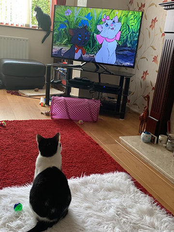 Salome is fixated by the animated Disney movie The Aristocats.