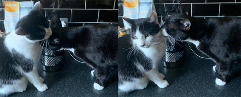 Sister cats Dorian and Sal sit on a kitchen counter and groom each other.