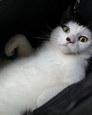 Wendy, a chubby black and white cat, looks playful while reclining in her cat carrier.