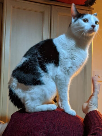 Cat piggyback! Tinkerbell sits on her foster mum's back.