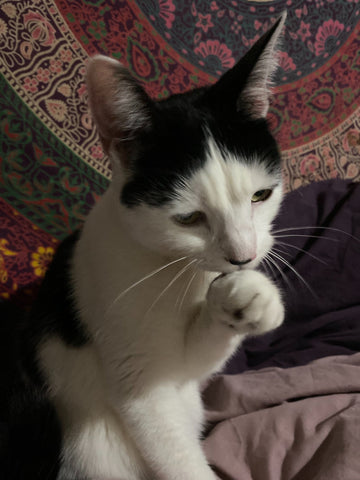 Tink, a black and white cat, licks her paw to wash her face.