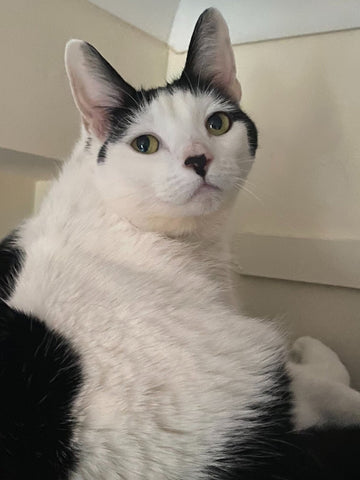 Tink, a black and white cat, looks over her shoulder with a sweet expression on her bewhiskered face.