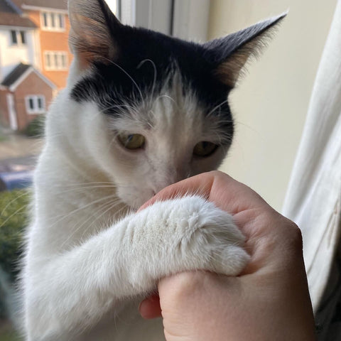 Tinkerbell grabs Freyja's hand to indicate that she wants to be stroked more.