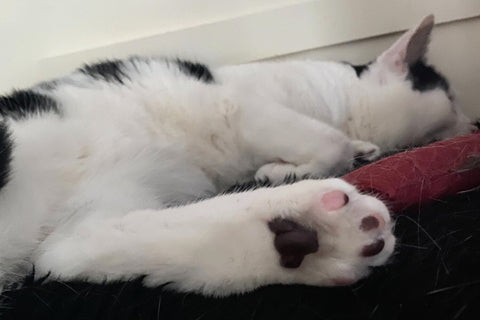 Tink displays her pink and black toe beans!