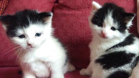 Two tiny black and white kittens.