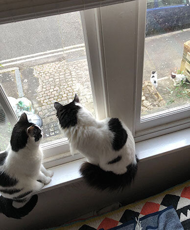 Cats sharing a windowsill. Rod and Cass have their back to the camera. They are watching another pair of cats through the glass.