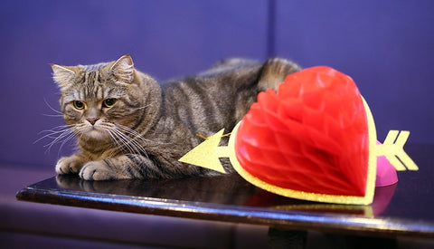 Wookie, a large tabby cat, rests on a table next to a paper love heart.