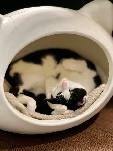 cute black and white cat at london cat cafe