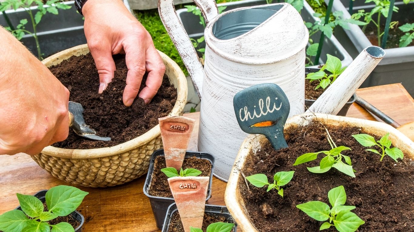 5 tips for the perfect watering of chili plants: How to get your chill ...