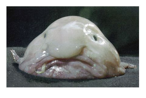 Blobfish