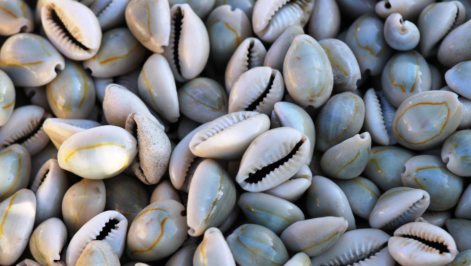 Cauris sur la plage