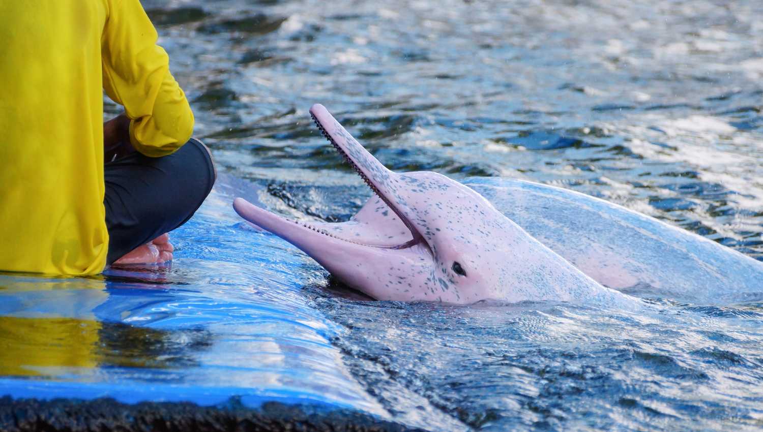 Conclusion on Pink dolphins: an endangered species