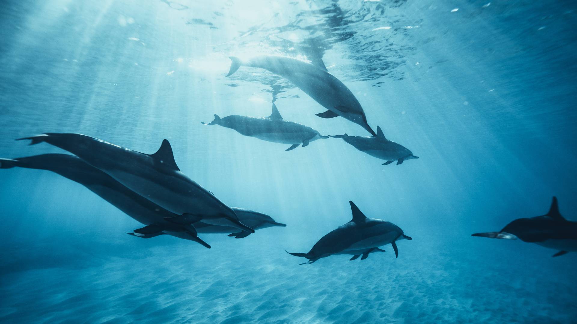 Dauphin - Mer Aux Trésors