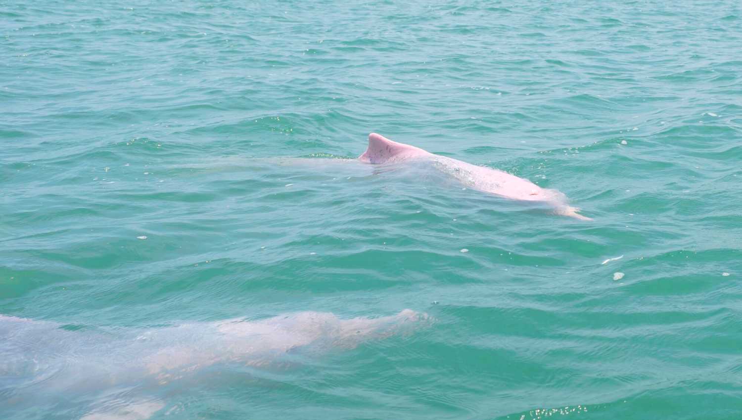 Effects of the decline in the pink dolphin population