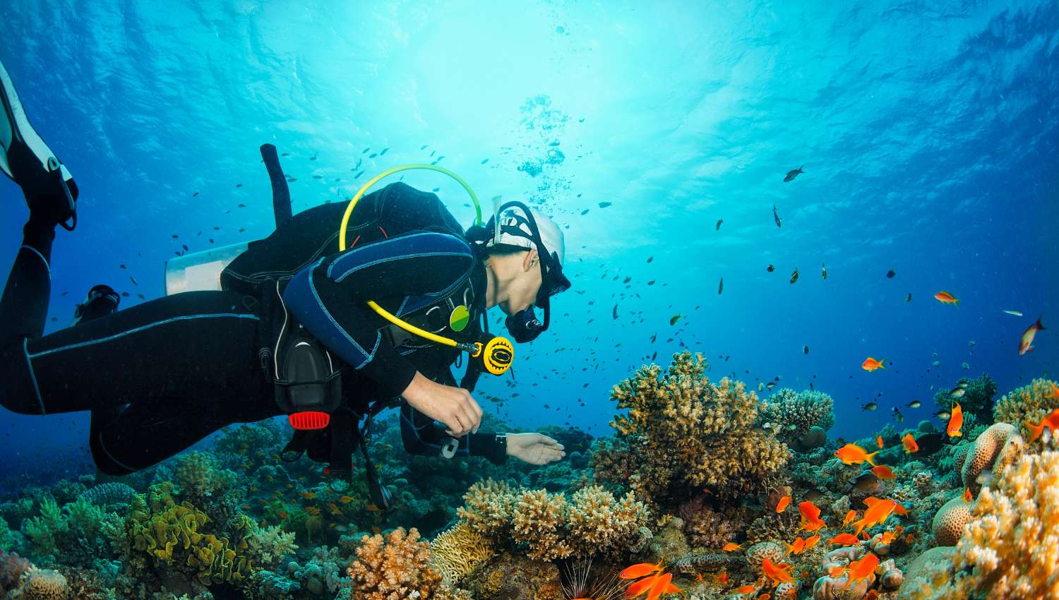 La plongée sous-marine