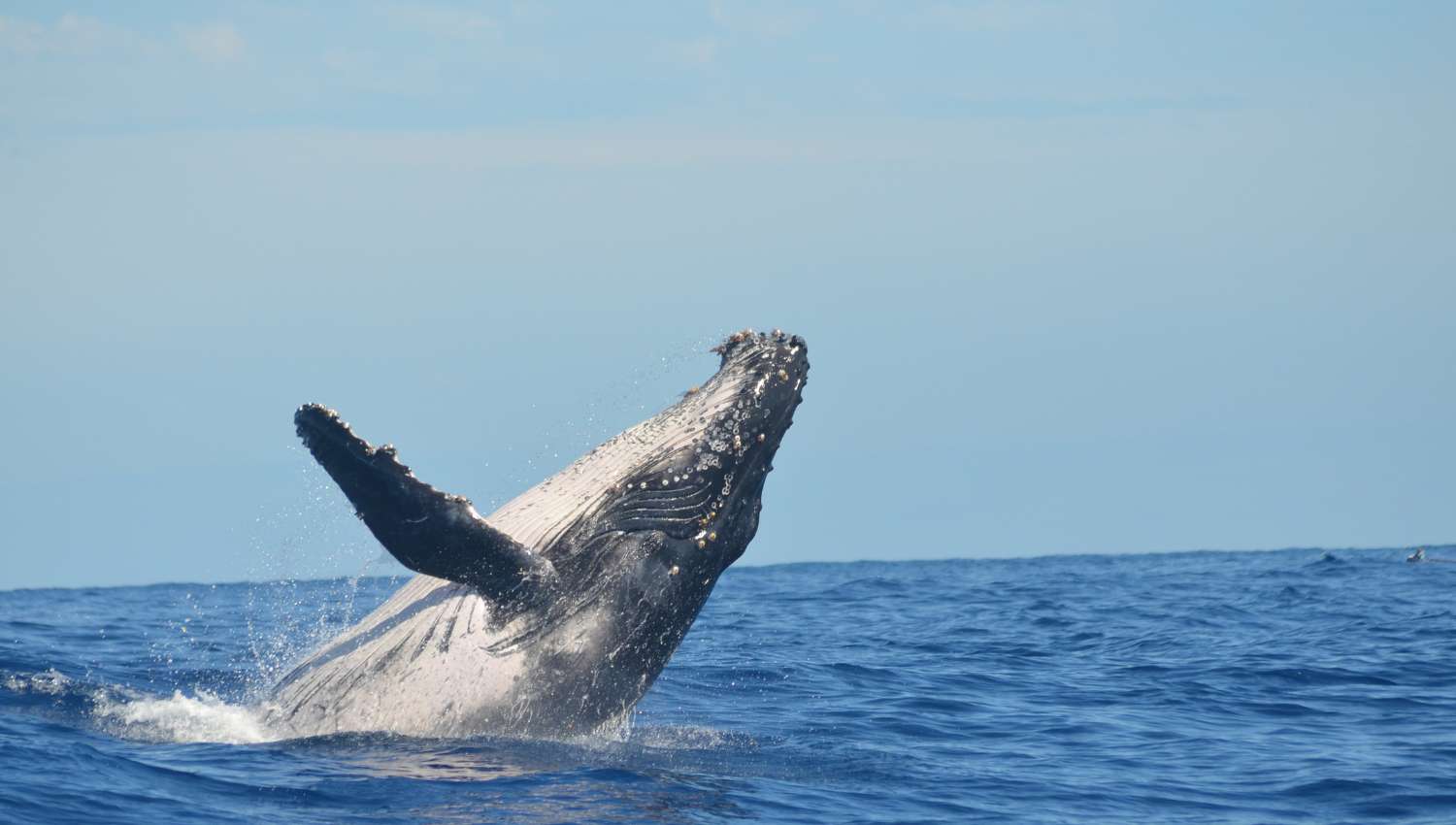 Baleine - Mer Aux Trésors