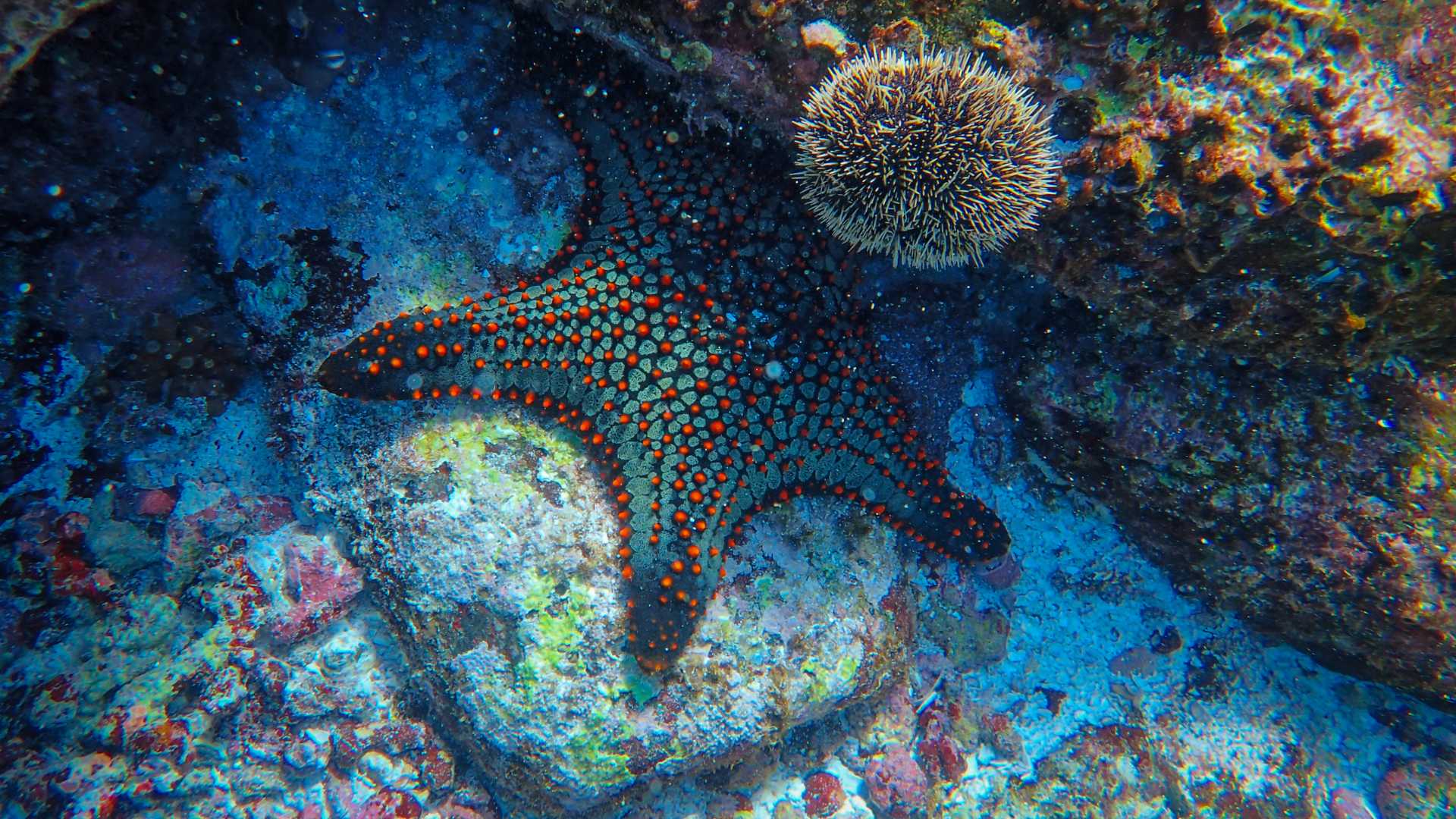 Noms et prénoms pour une étoile de mer - Mer Aux Trésors