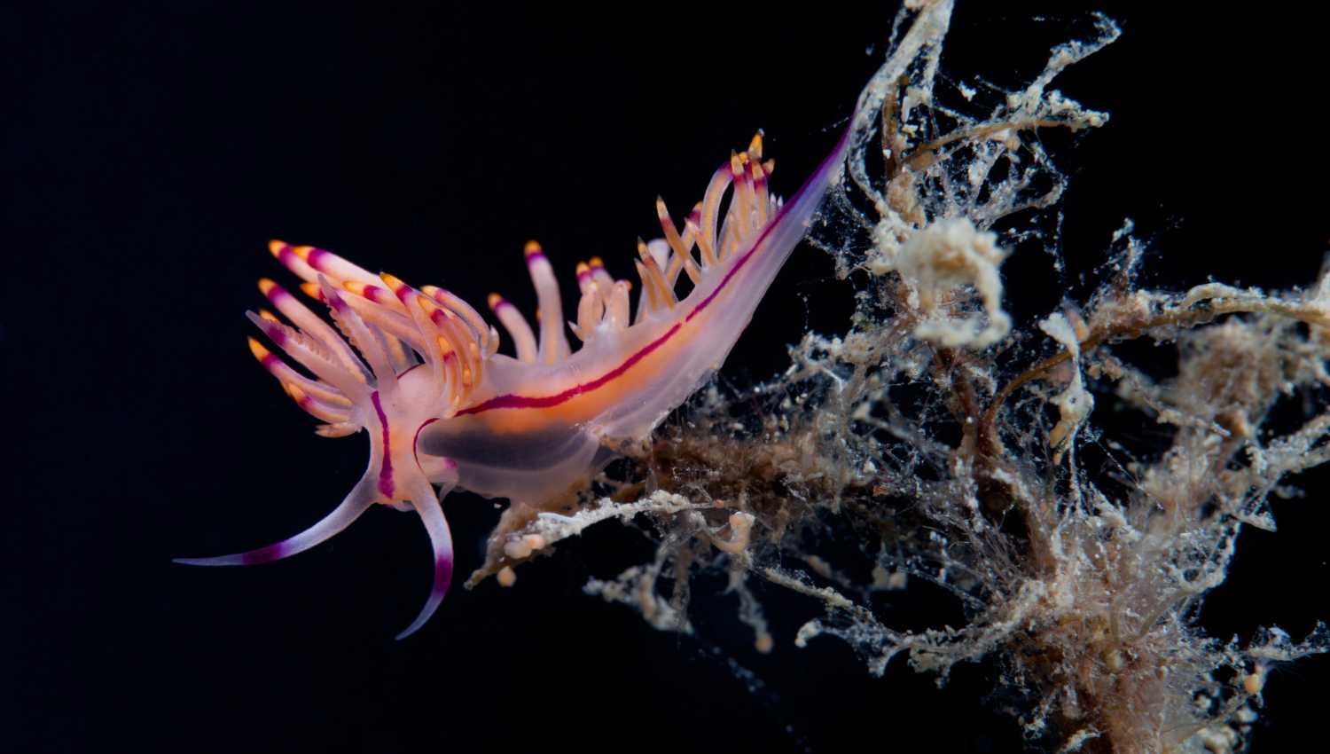 Nudibranches