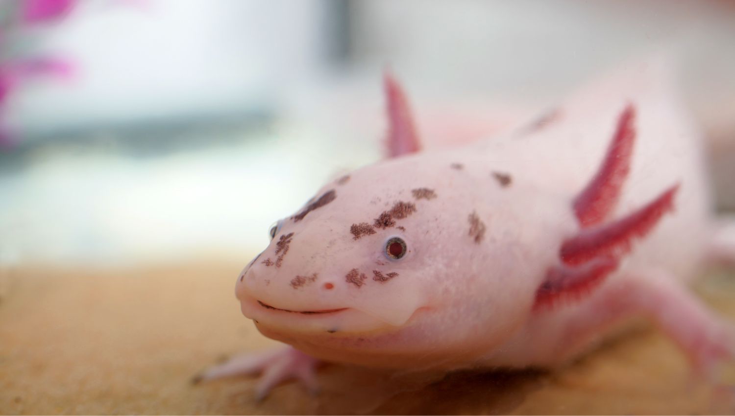 Axolotl object and gift idea - Mer Aux Trésors