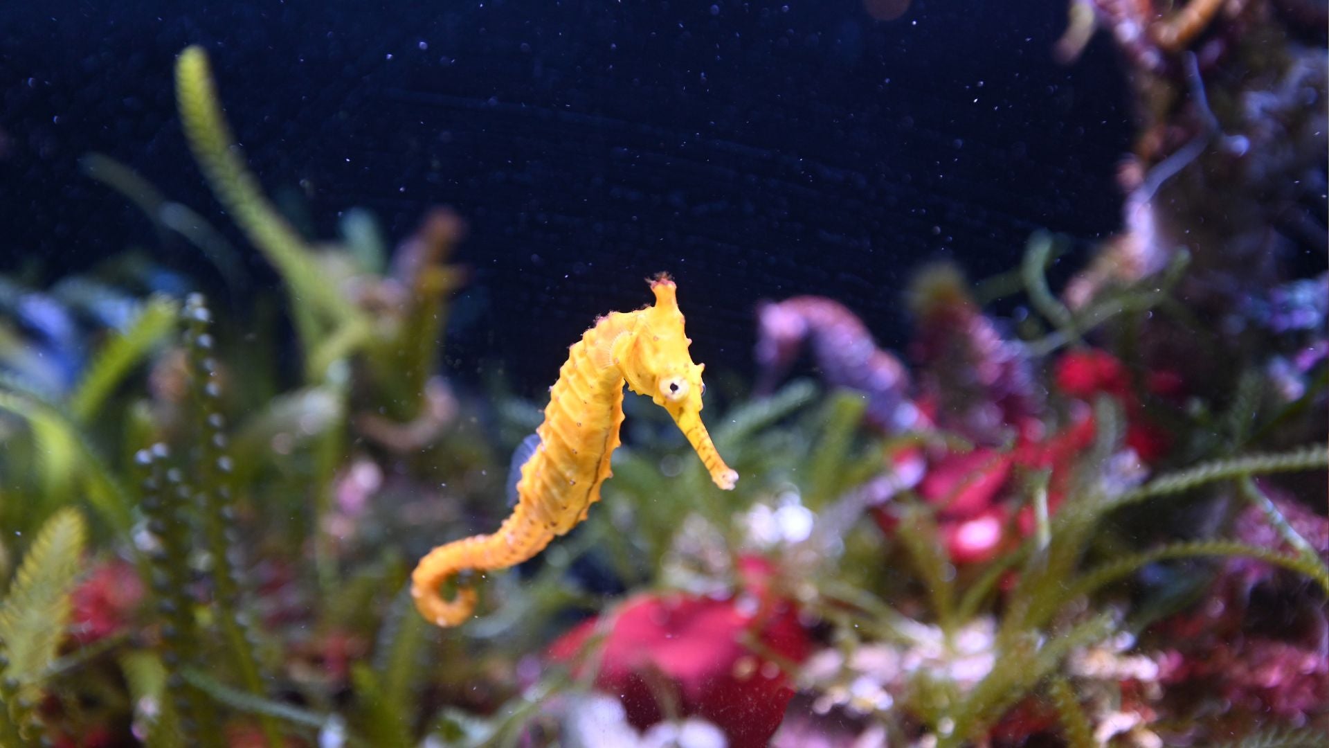 Seahorse object and gift idea