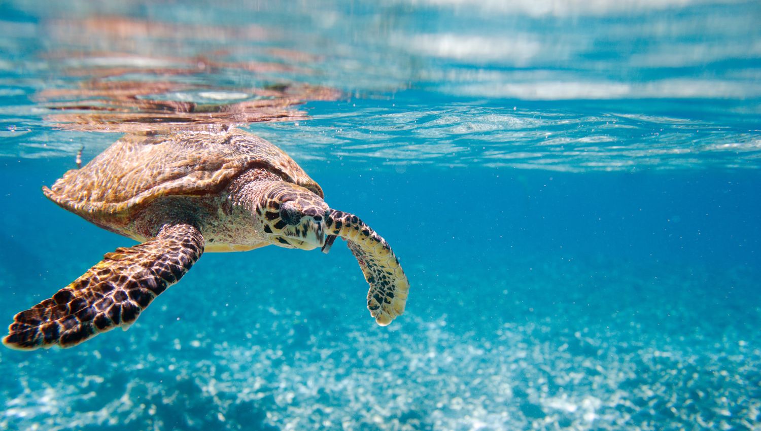 Objet et idée cadeau tortue - Mer Aux Trésors