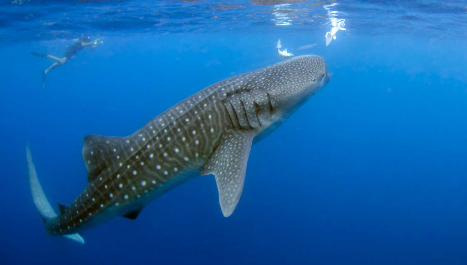 Requin-baleine - Longueur totale : 18,8 mètres (61,68 pieds)