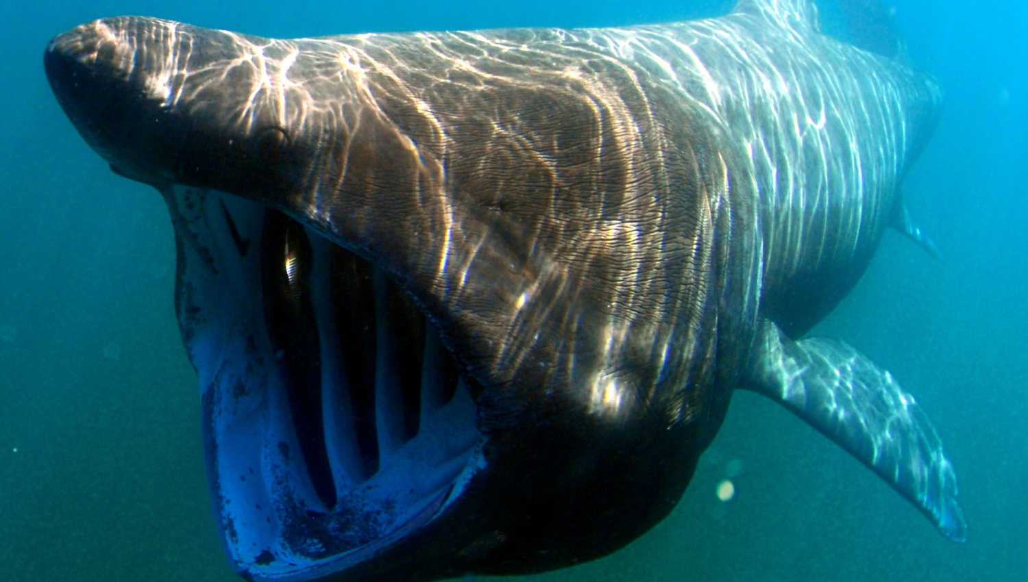 Requin pèlerin