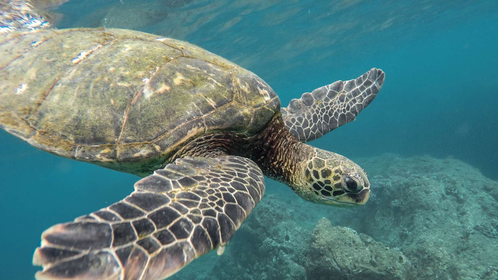 Prénoms et noms pour une tortue mâle