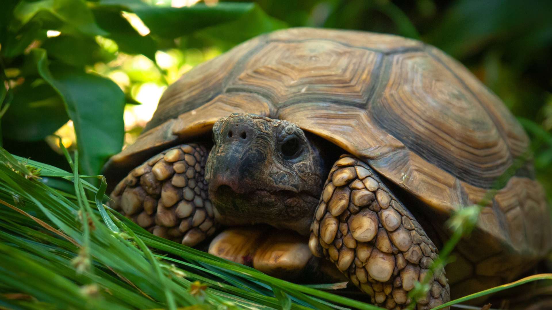 Noms drôles pour une tortue