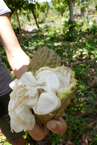 open cacao pod with beans and pulp