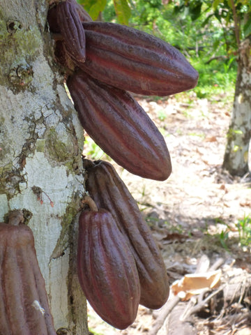cacao tree with cacao pods