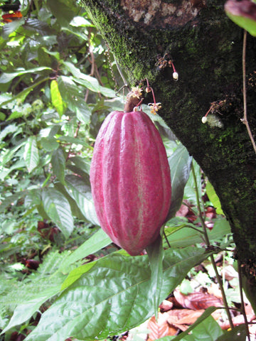 red trinitario cocoa pod on theobroma cacao tree with cacao flowers