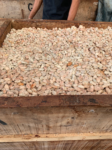 raw cacao beans in fermenting box