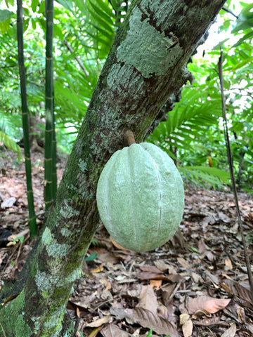 single round green cacao pod on tree