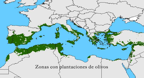 Production huile en méditerannée