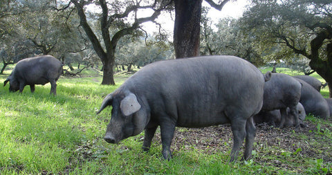 Porc Ibérique Bellota