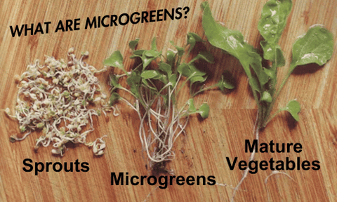 Images comparisont of sprouts, microgreens and mature vegetables
