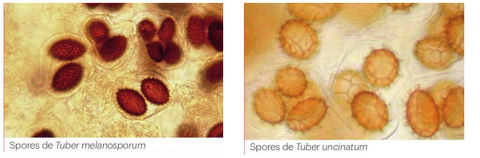 Spores de tuber melanosporum et uncinatum