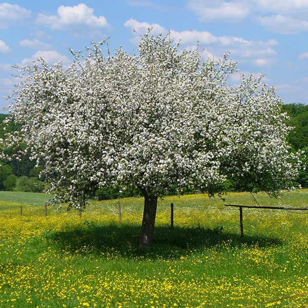 Blühender Apfelbaum auf einer Wiese