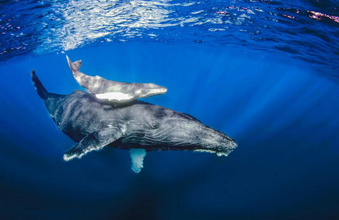 whale with its baby