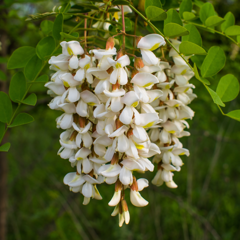 Acacia