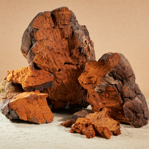 Chaga